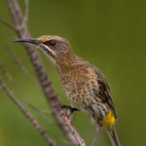 Birds at Felicita Farm